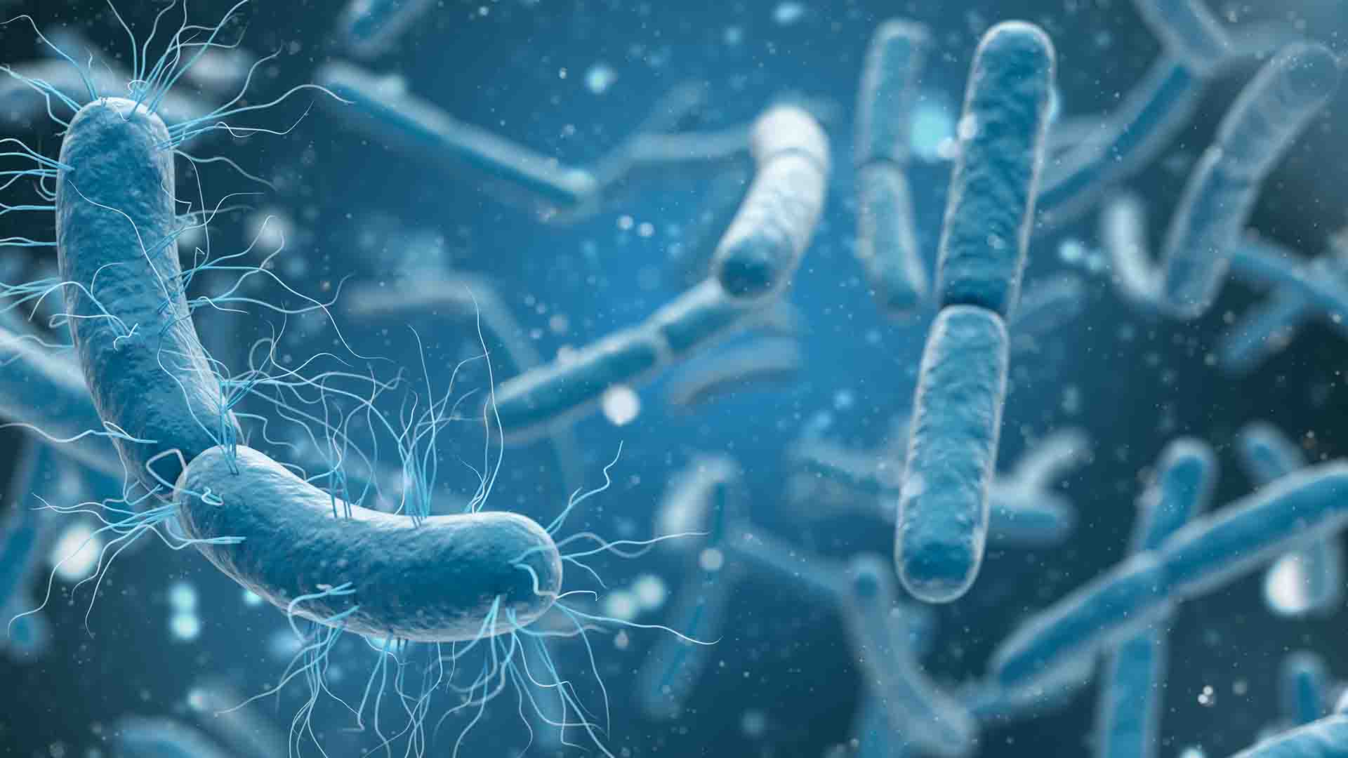 La recherche de mycoplasmes chez HeX Lab – une alternative fiable et rapide sur le marché